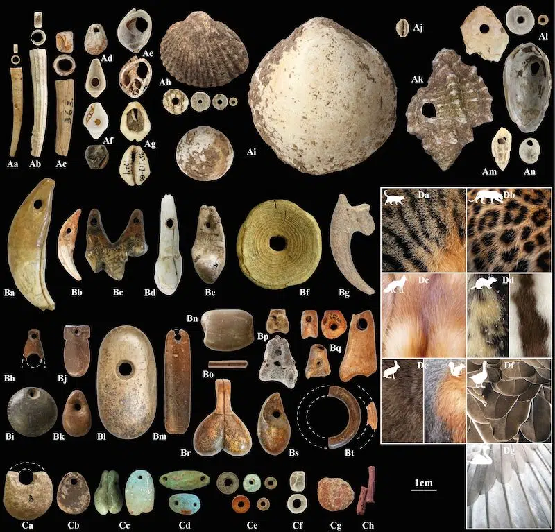 Sample of Natufian ornamental diversity, featuring ornaments made of shells (from the Mediterranean Sea, the Red Sea, freshwater sources, and fossil deposits), teeth (from hyenas, foxes, wolves, aurochs, and deer), bones (primarily from gazelles and birds), colored stones, ochre, and plant dyes, as well as furs and feathers. 