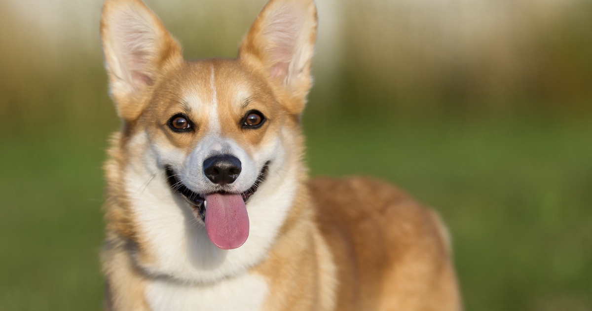 Corgi Leads a Pack of 7 Dogs on a 10-Mile Journey To Make It Back Home