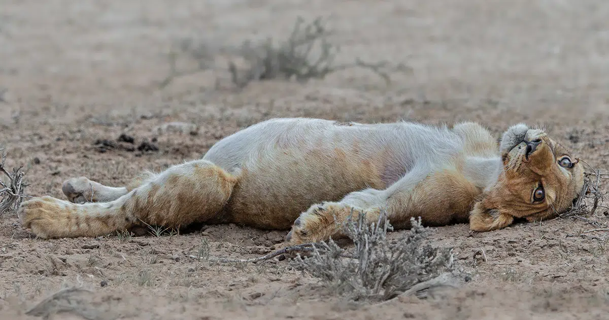 Photographer Captures a Lion Cub in a Food Coma After Overindulging in a Giant Feast