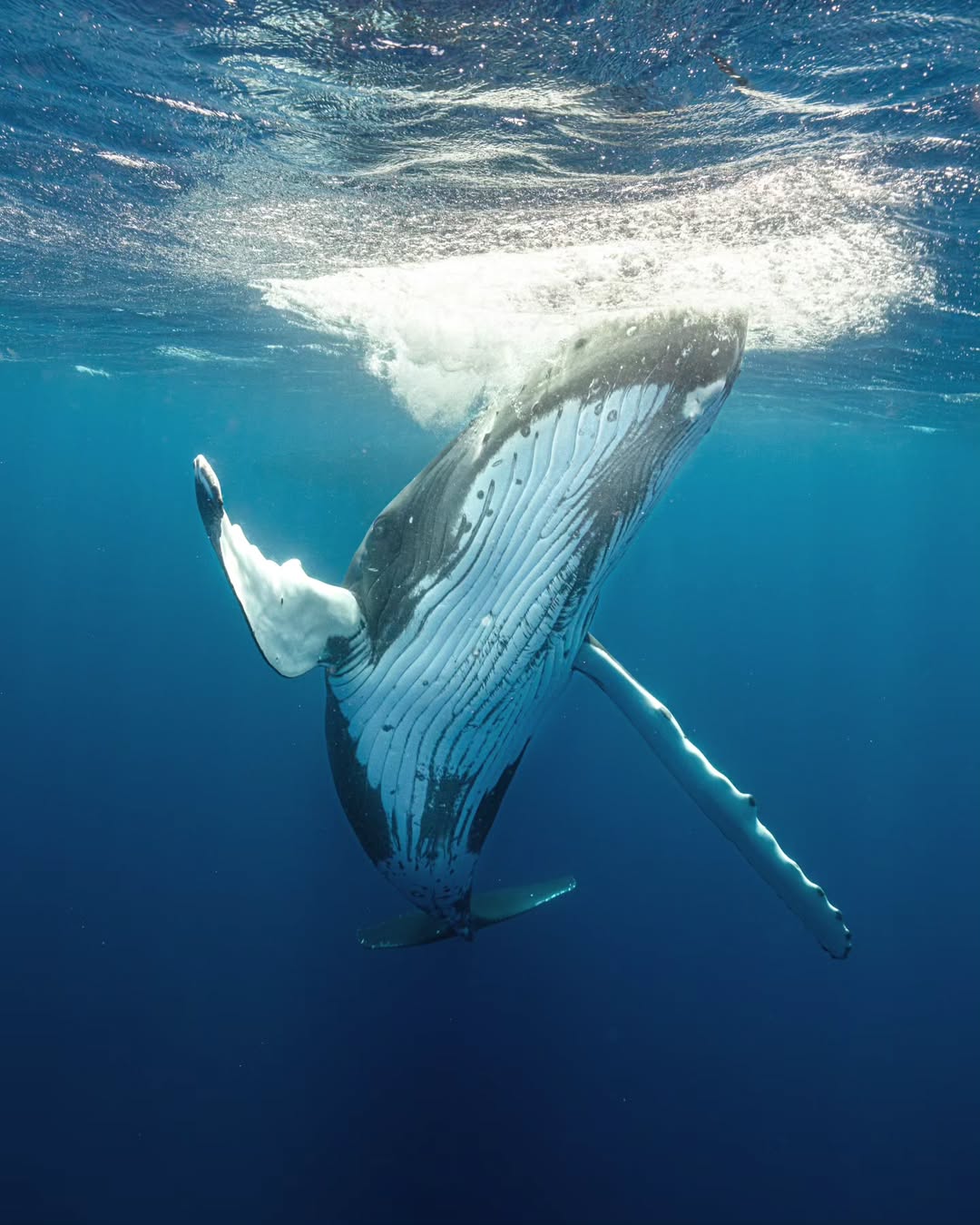 Underwater Photographer John Kowitz Saves Humpback Whale
