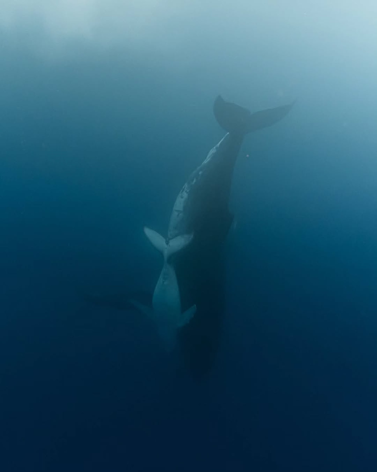 Underwater Photographer John Kowitz Saves Humpback Whale