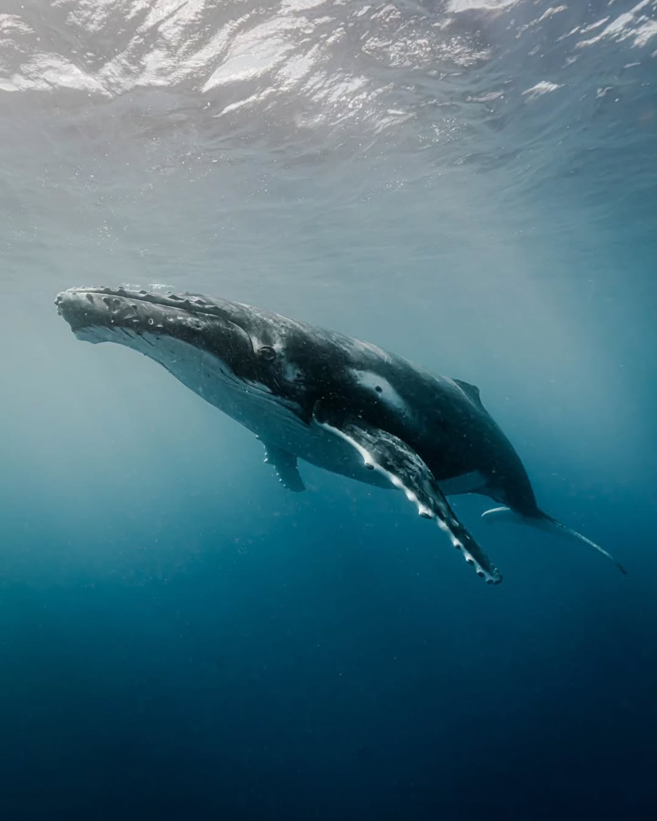 Underwater Photographer John Kowitz Saves Humpback Whale