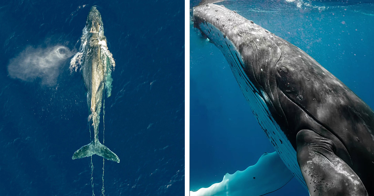 Underwater Photographer Helps Free a Humpback Whale Entangled in Fishing Gear