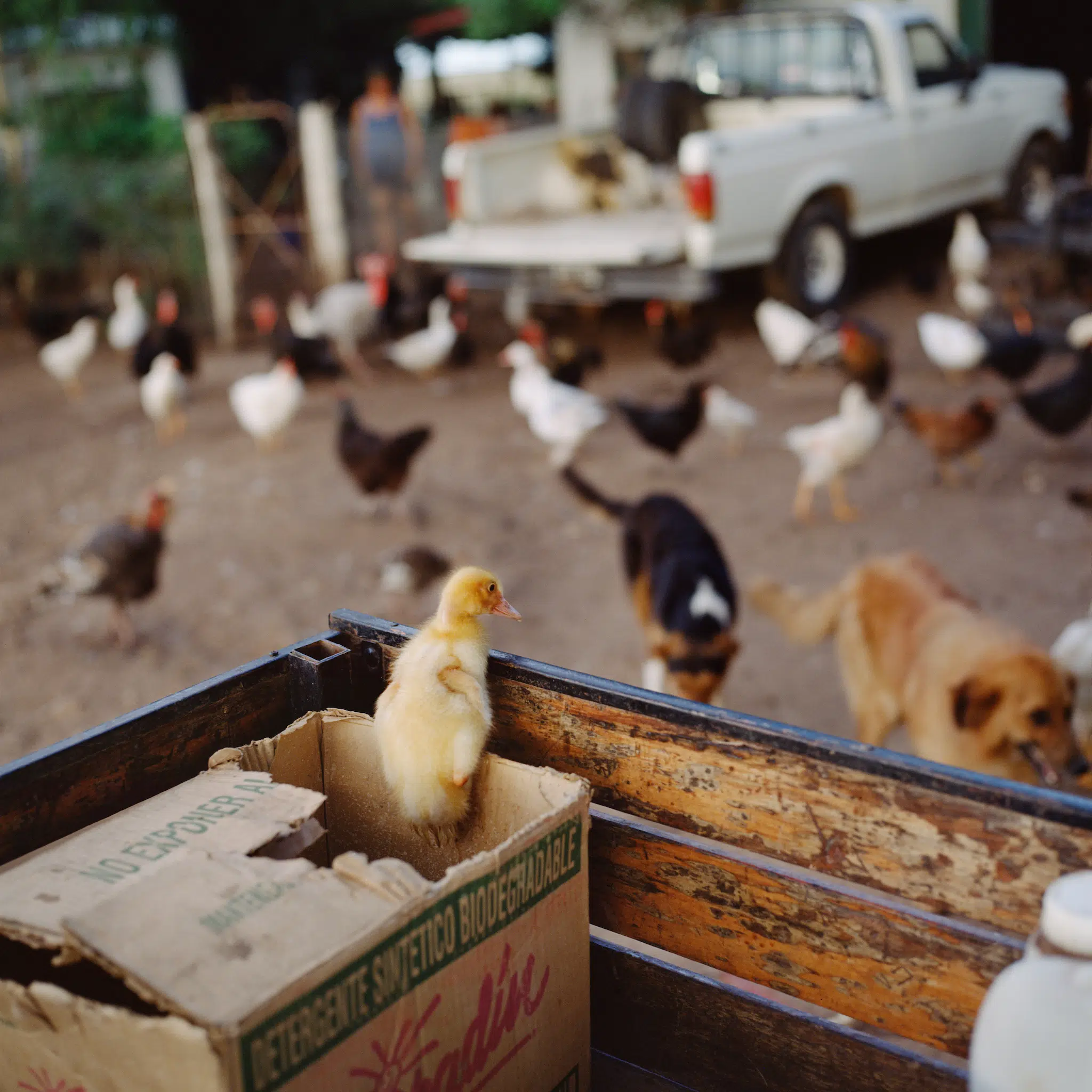 Alessandra Sanguinetti, &ldquo;Ducks in truck,&rdquo; Buenos Aires, Argentina, 2001. From the series &ldquo;On the Sixth Day&rdquo; (1997-2007).
