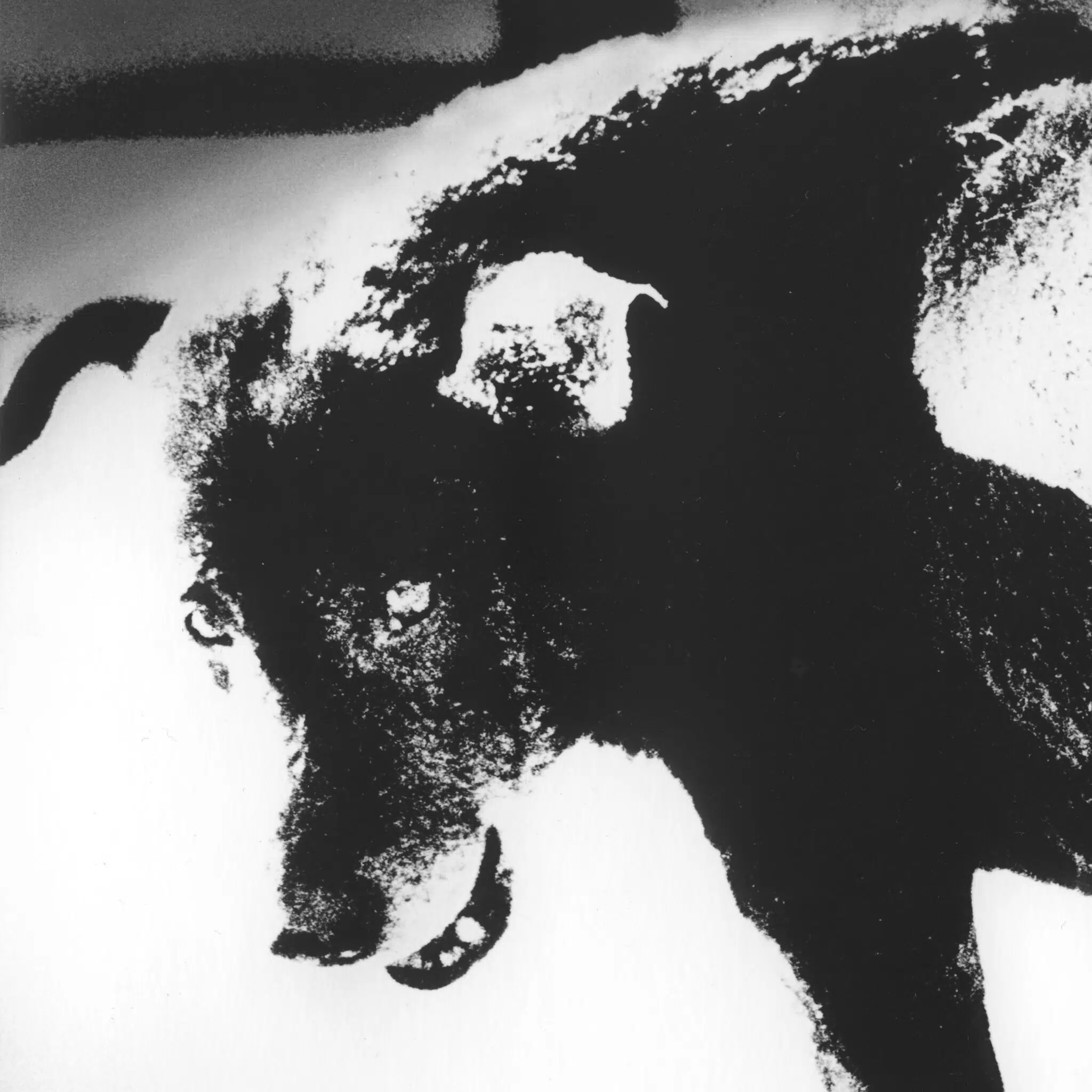 Photograph by Daido Moriyama