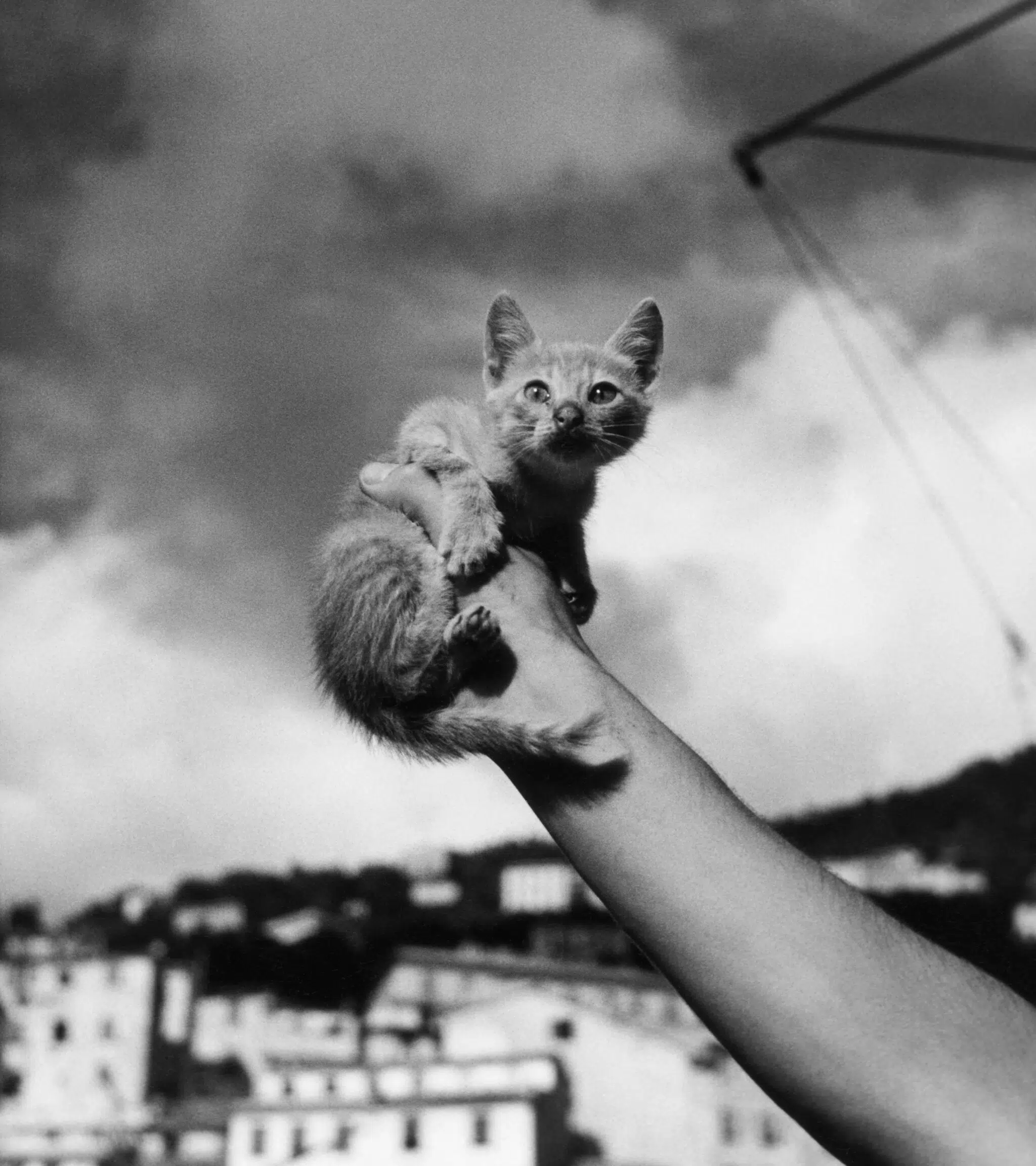 Herbert List, &ldquo;Kitten,&rdquo; Liguria, Italy, 1936.