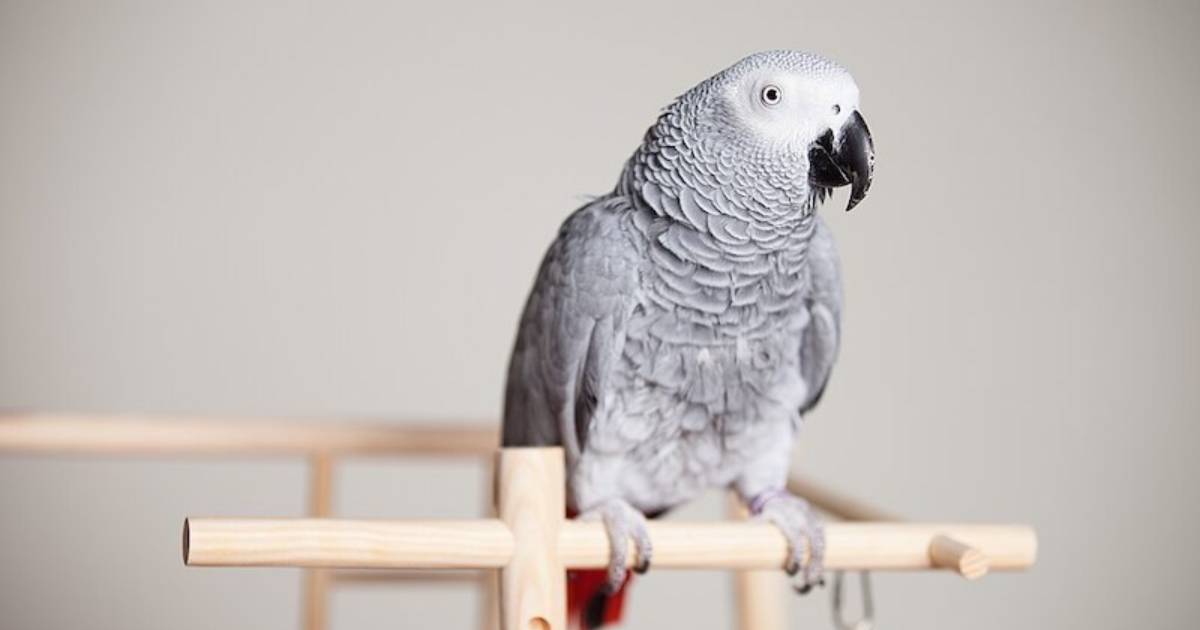 British Expat’s Parrot Missing for 4 Years Returns to California Speaking Spanish