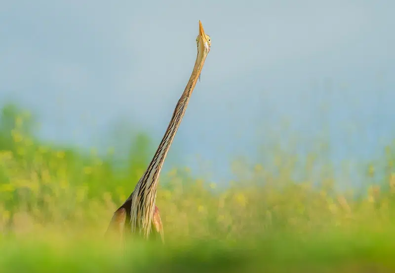 Outtakes From the Nikon Comedy Wildlife Awards
