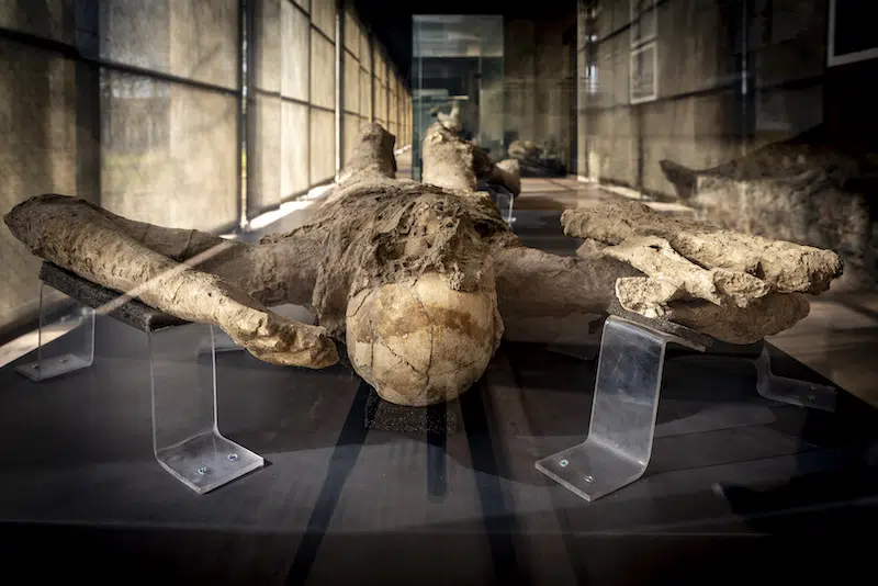 Plaster Casts of Pompeii Victims Exhibited