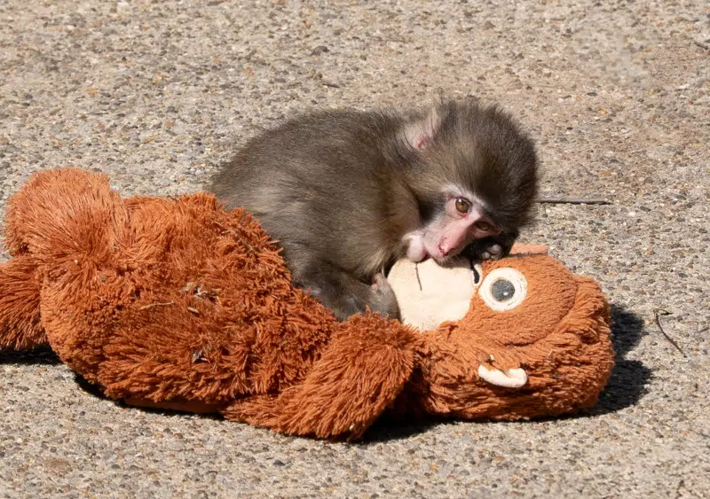 Punch the monkey and his stuffed toy