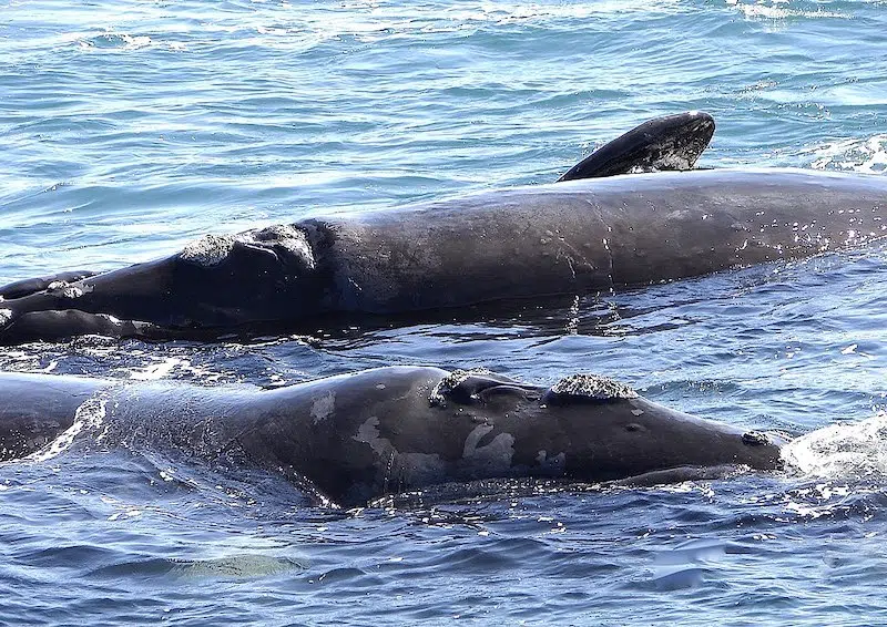 Southern Right Whales