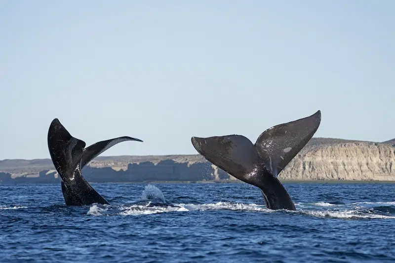 Southern Right Whales