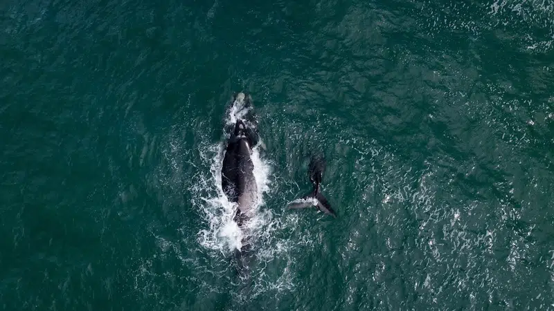 Southern Right Whales