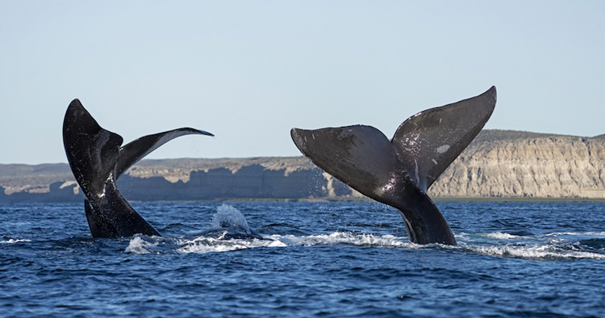 Warming Oceans May Be Causing One Whale Species To Have Fewer Calves