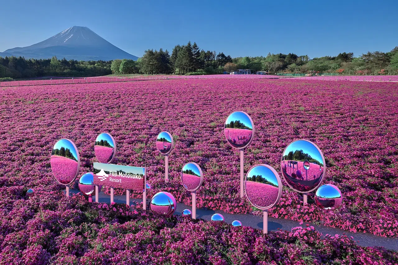 2026 Fuji Shibazakura Festival