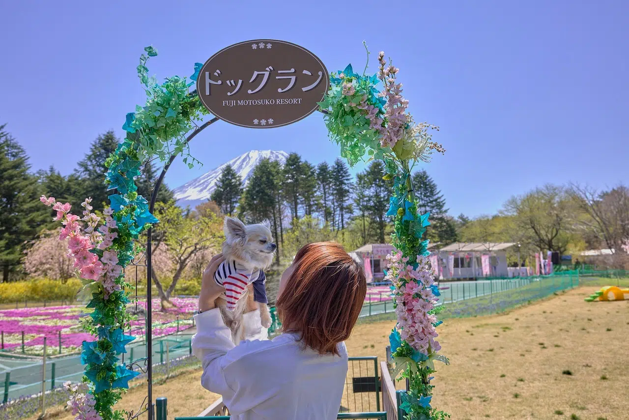 2026 Fuji Shibazakura Festival