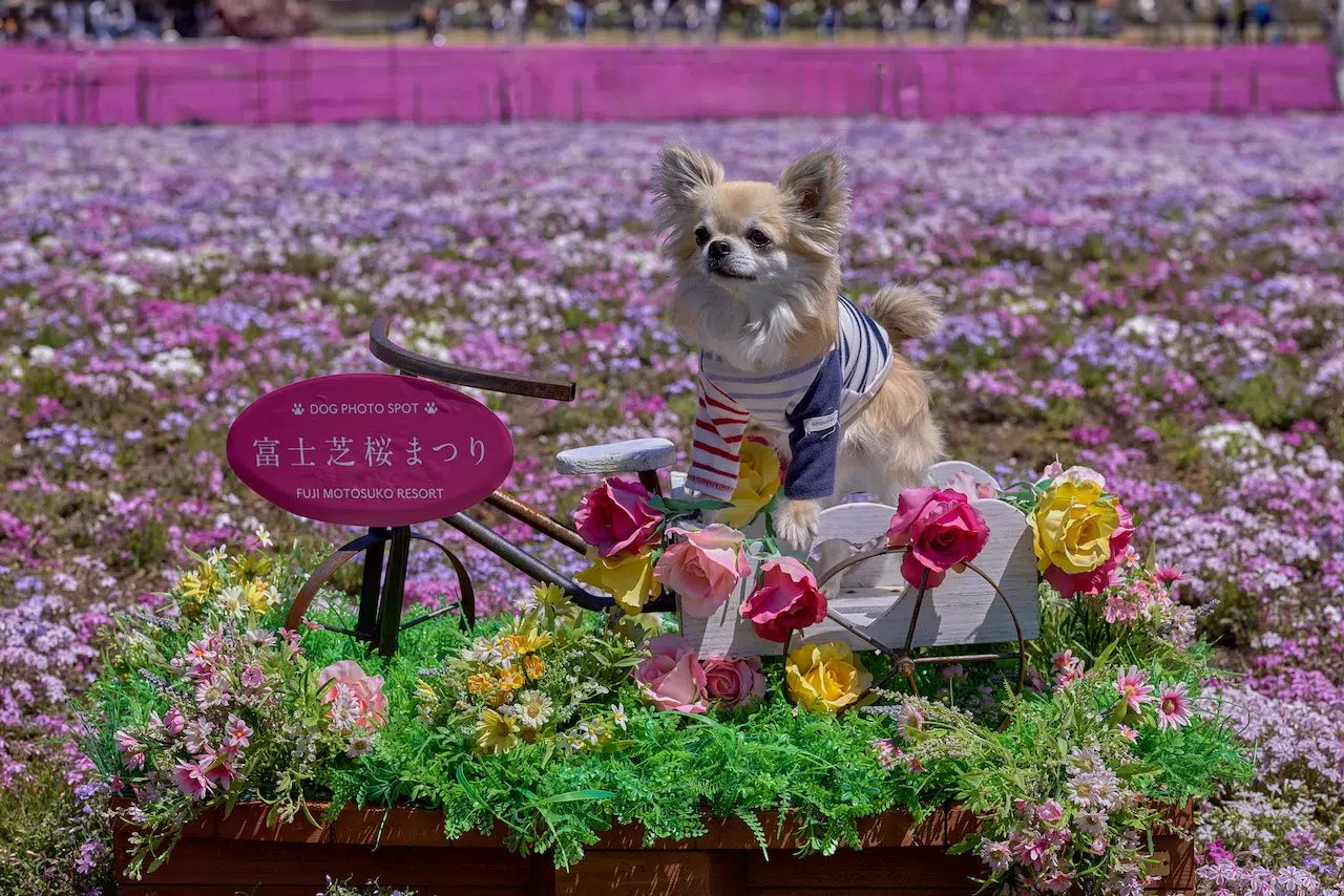 2026 Fuji Shibazakura Festival