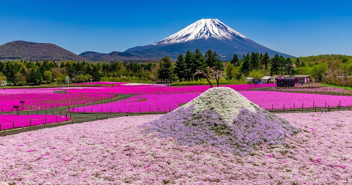 500,000 Pink Flowers Are in Bloom Beneath Mount Fuji Right Now for Japan’s Fuji Shibazakura Festival