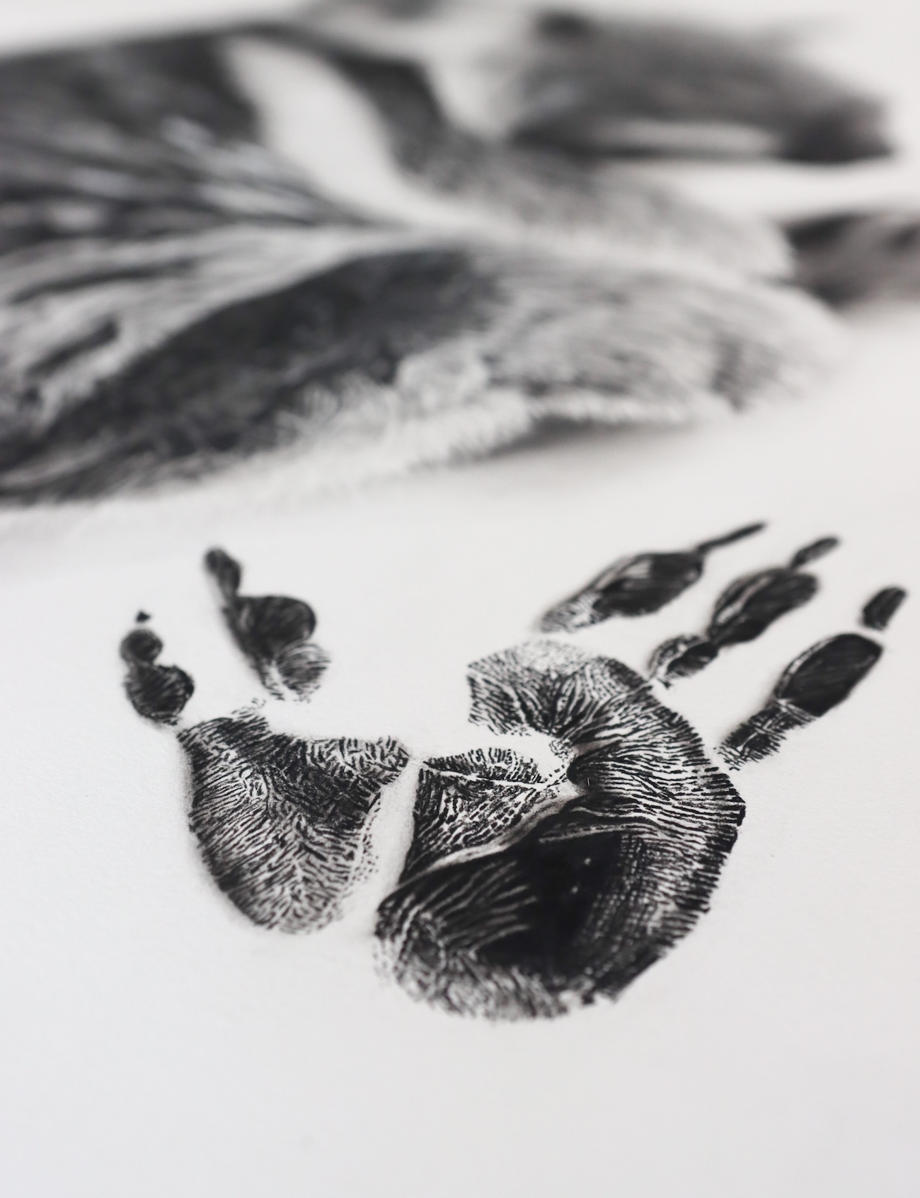 Charcoal Animal Art by Rob and Georgia Harris