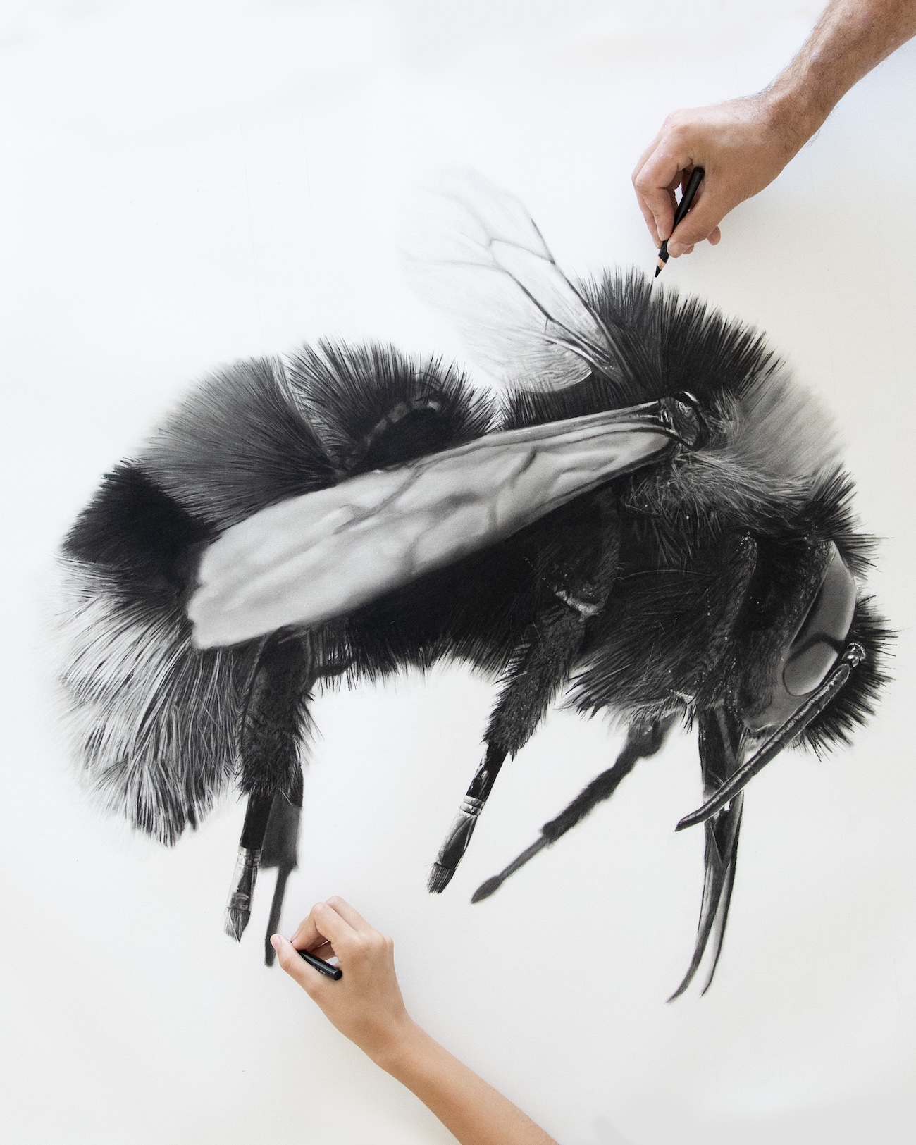 Charcoal Animal Art by Rob and Georgia Harris