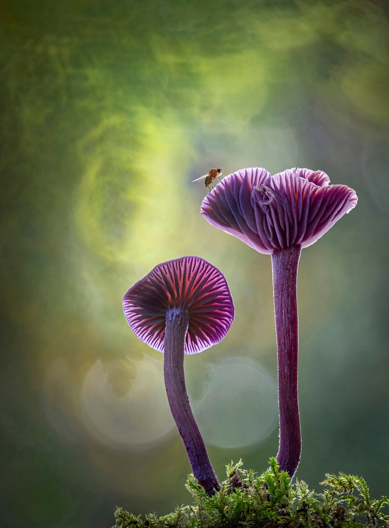International Garden Photographer of the Year