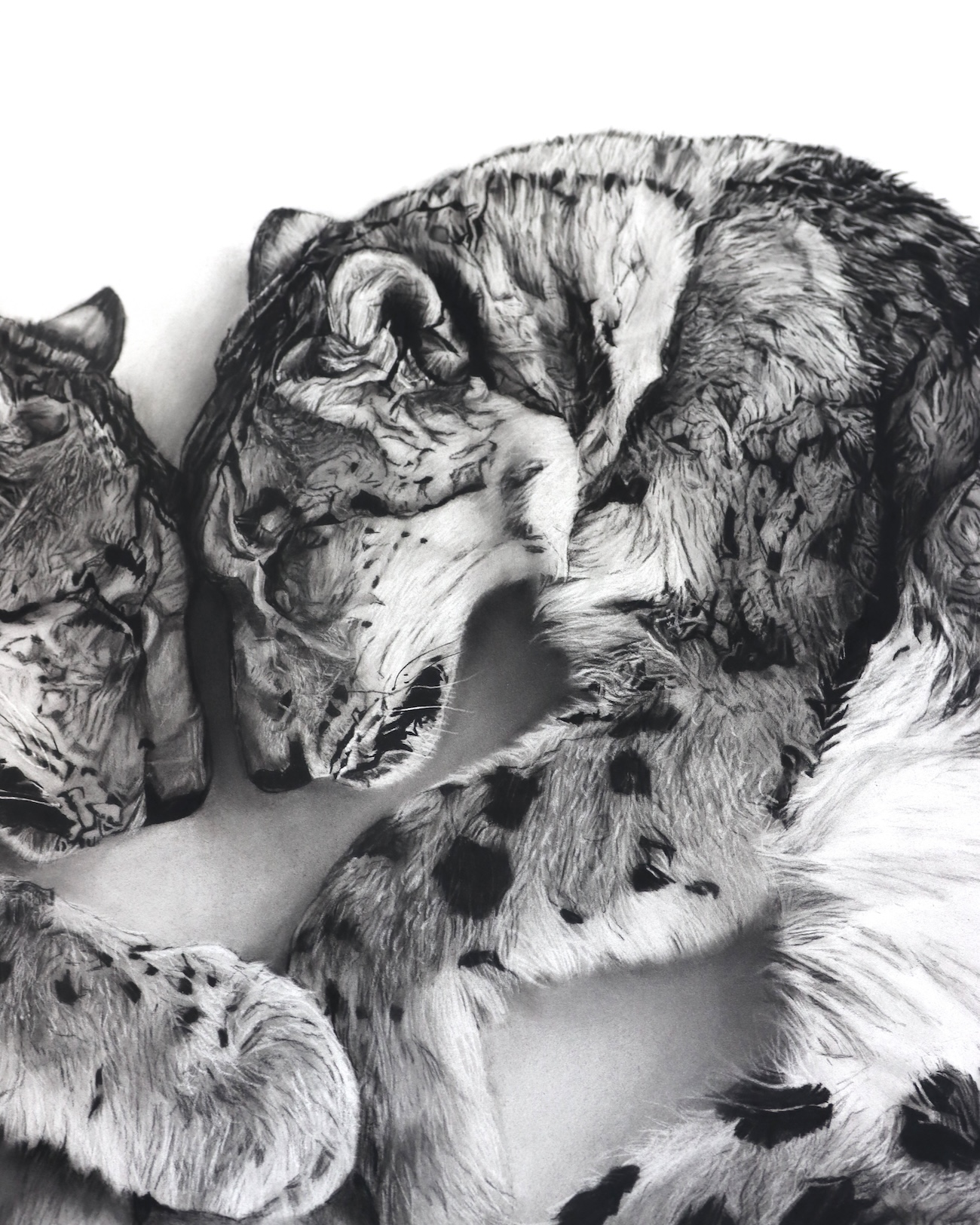 Charcoal Animal Art by Rob and Georgia Harris