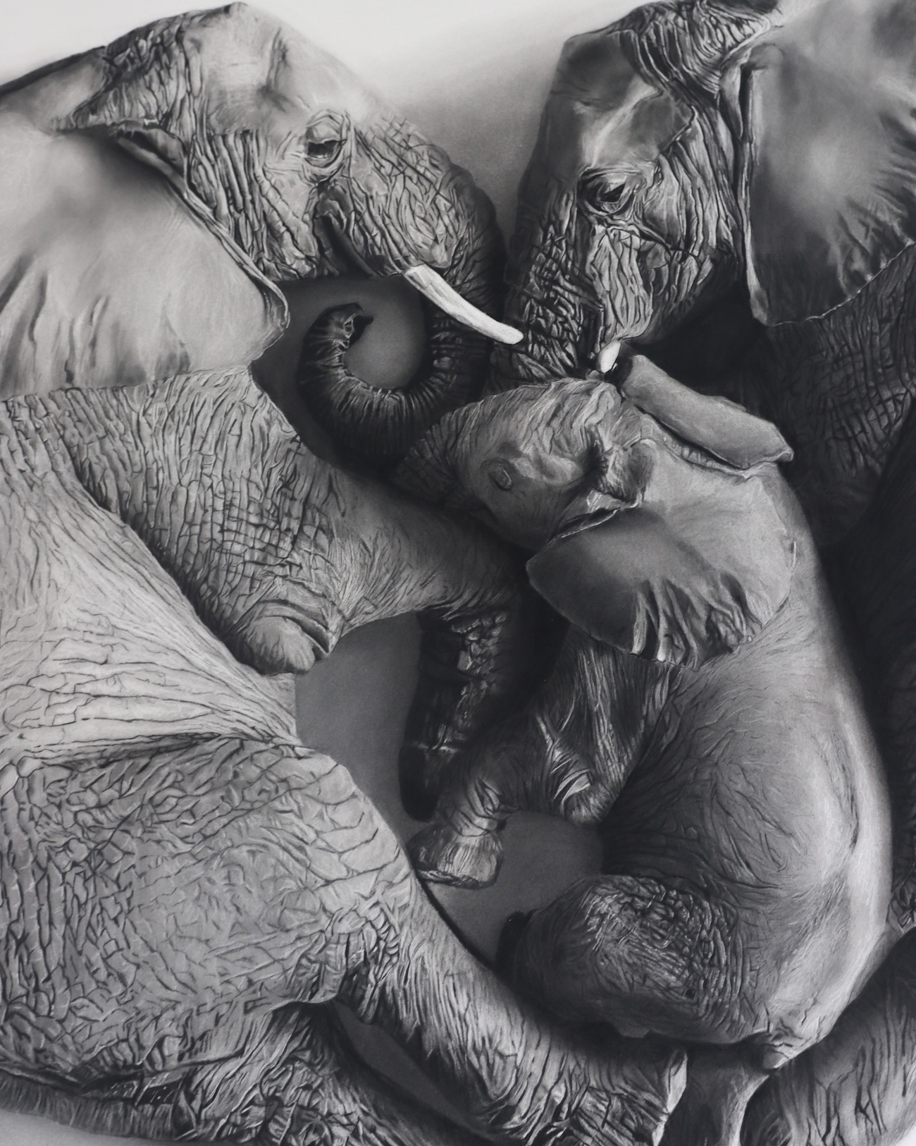 Charcoal Animal Art by Rob and Georgia Harris
