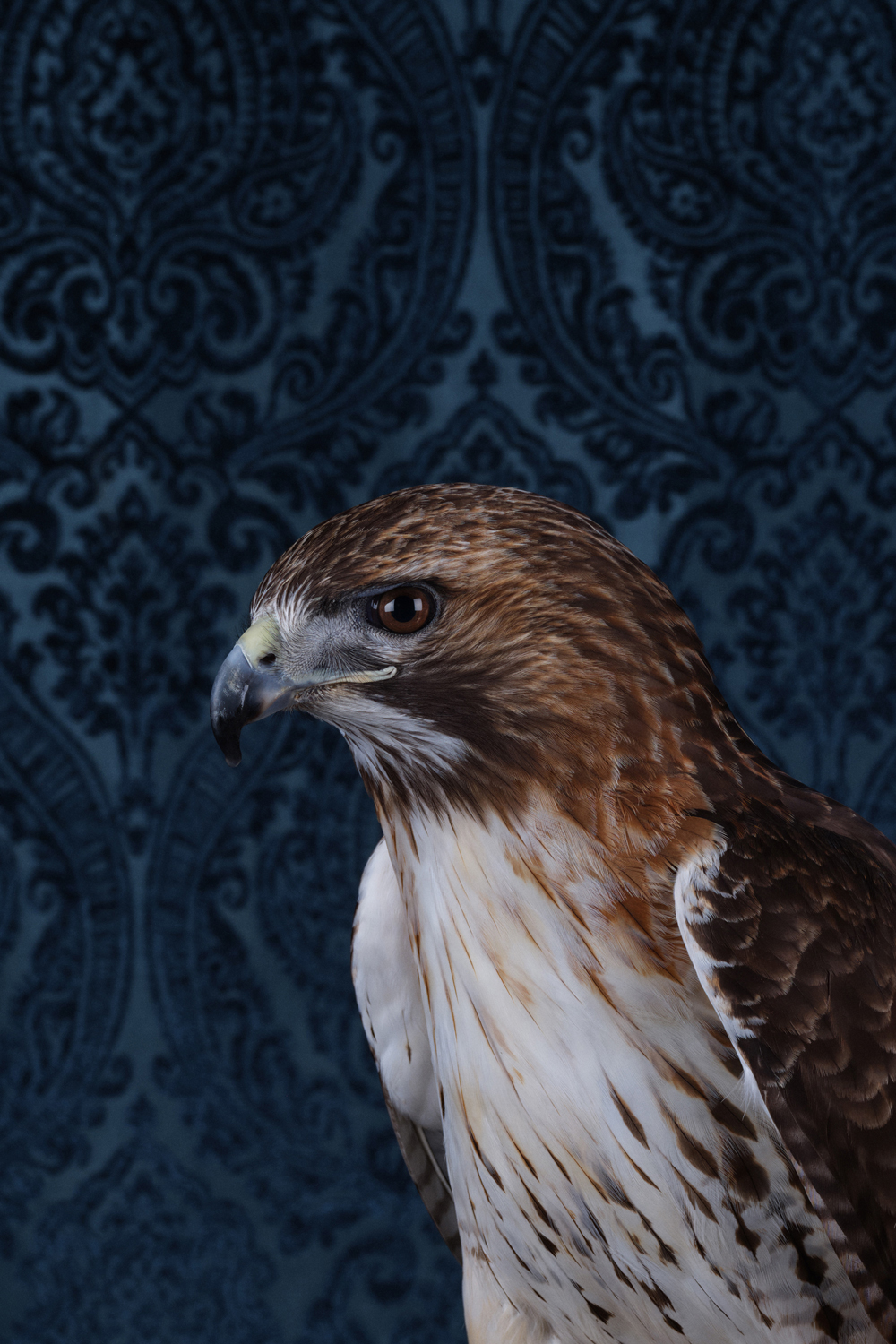 Photograph of a red tailed hawk