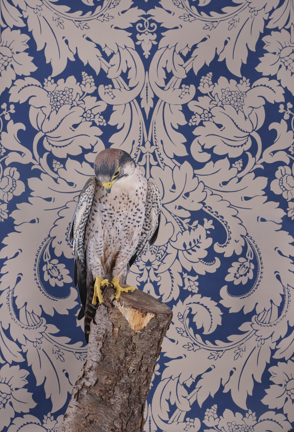 Photograph of a Lanner Falcon