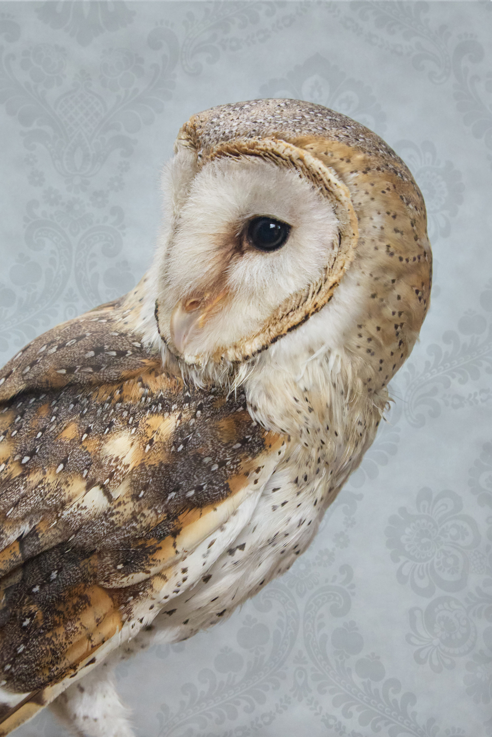Photograph of a Western Barn Owl