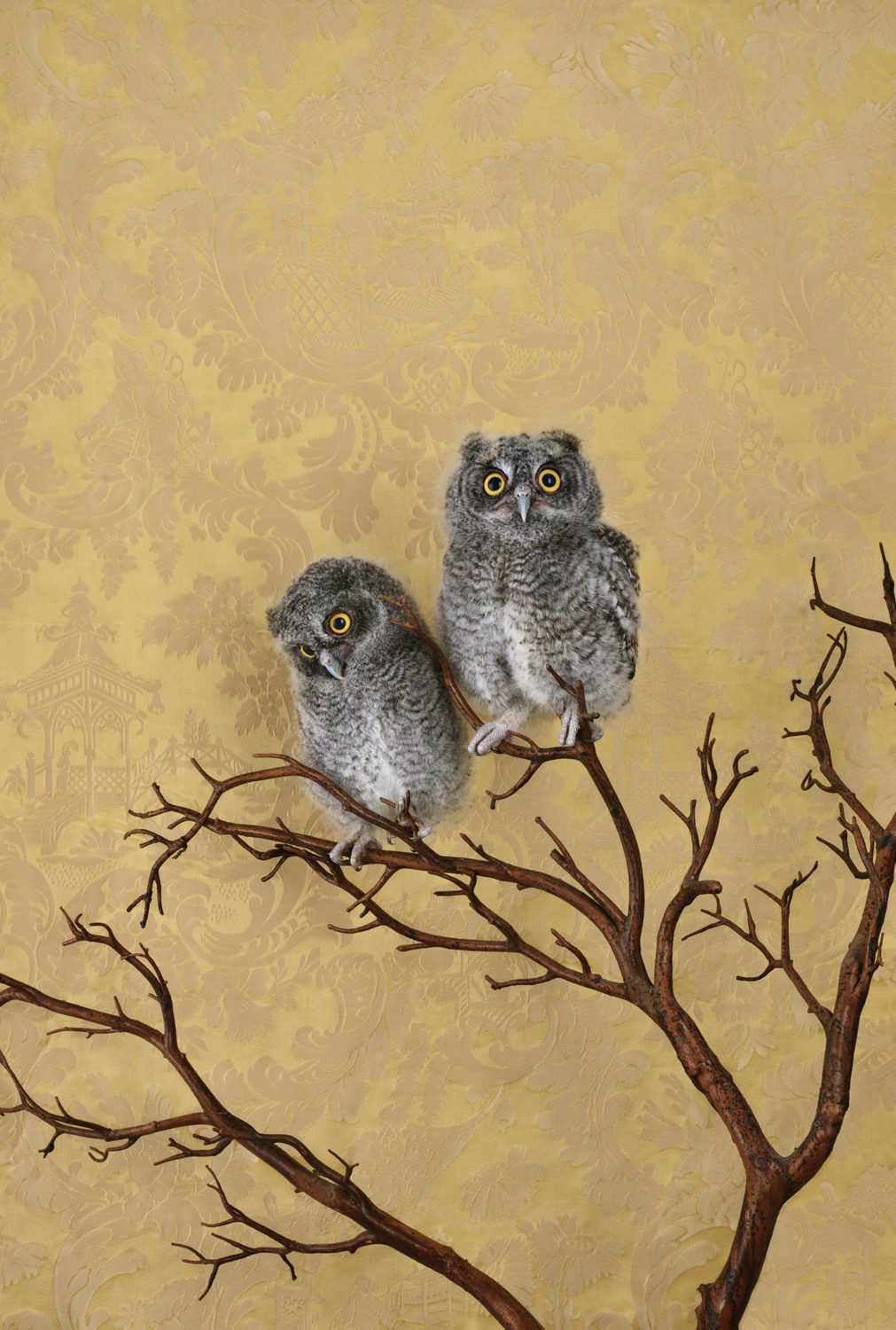 Photograph of Spotted Eagle Owlets
