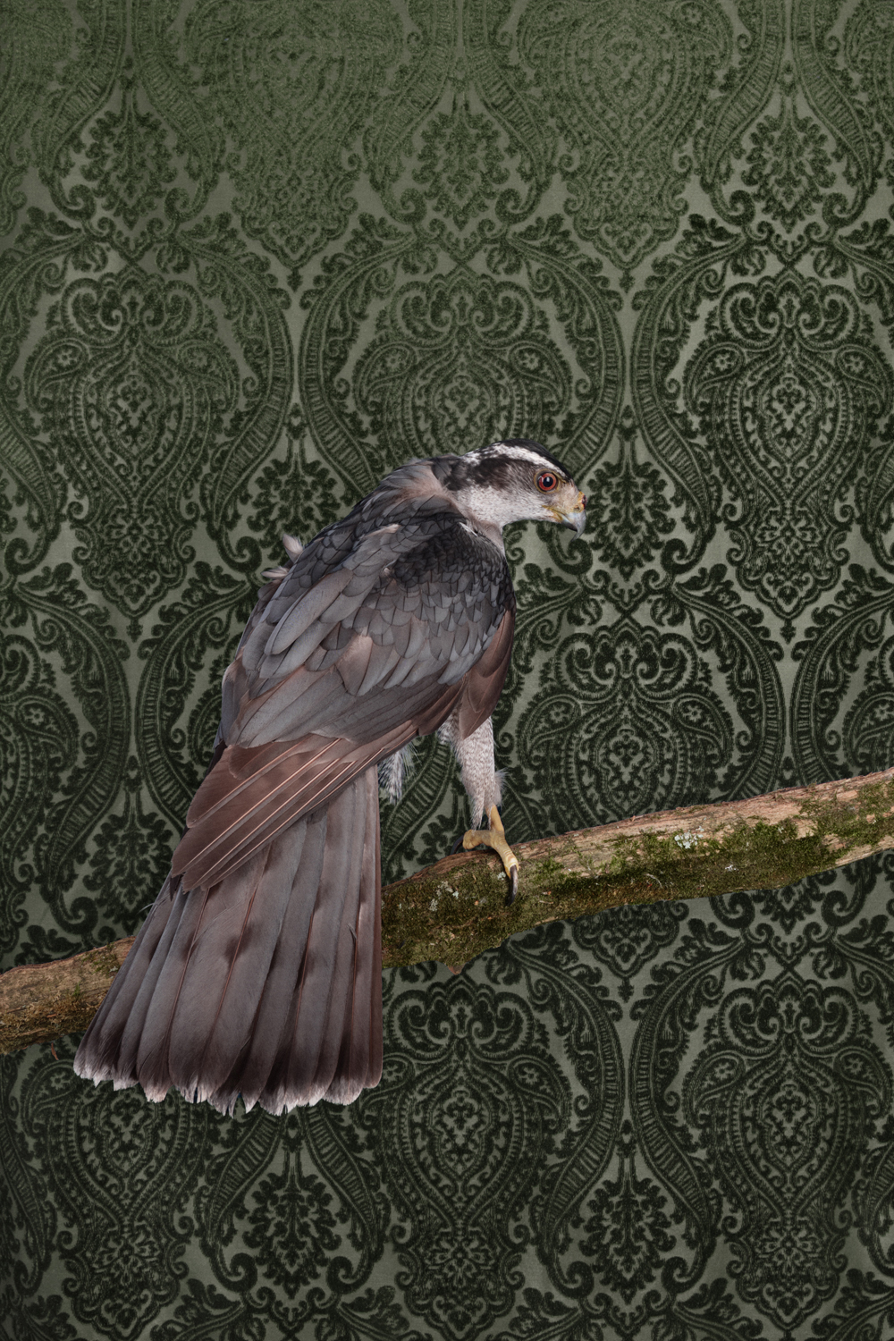 Photograph of an American Goshawk