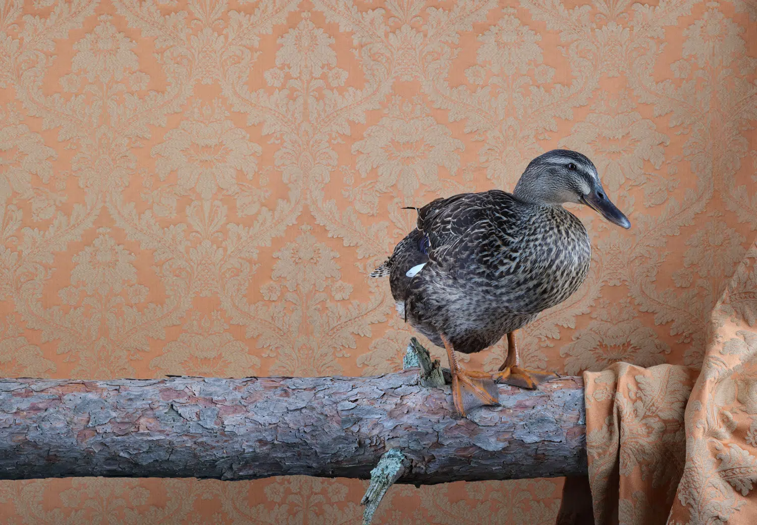 Photograph of a duck