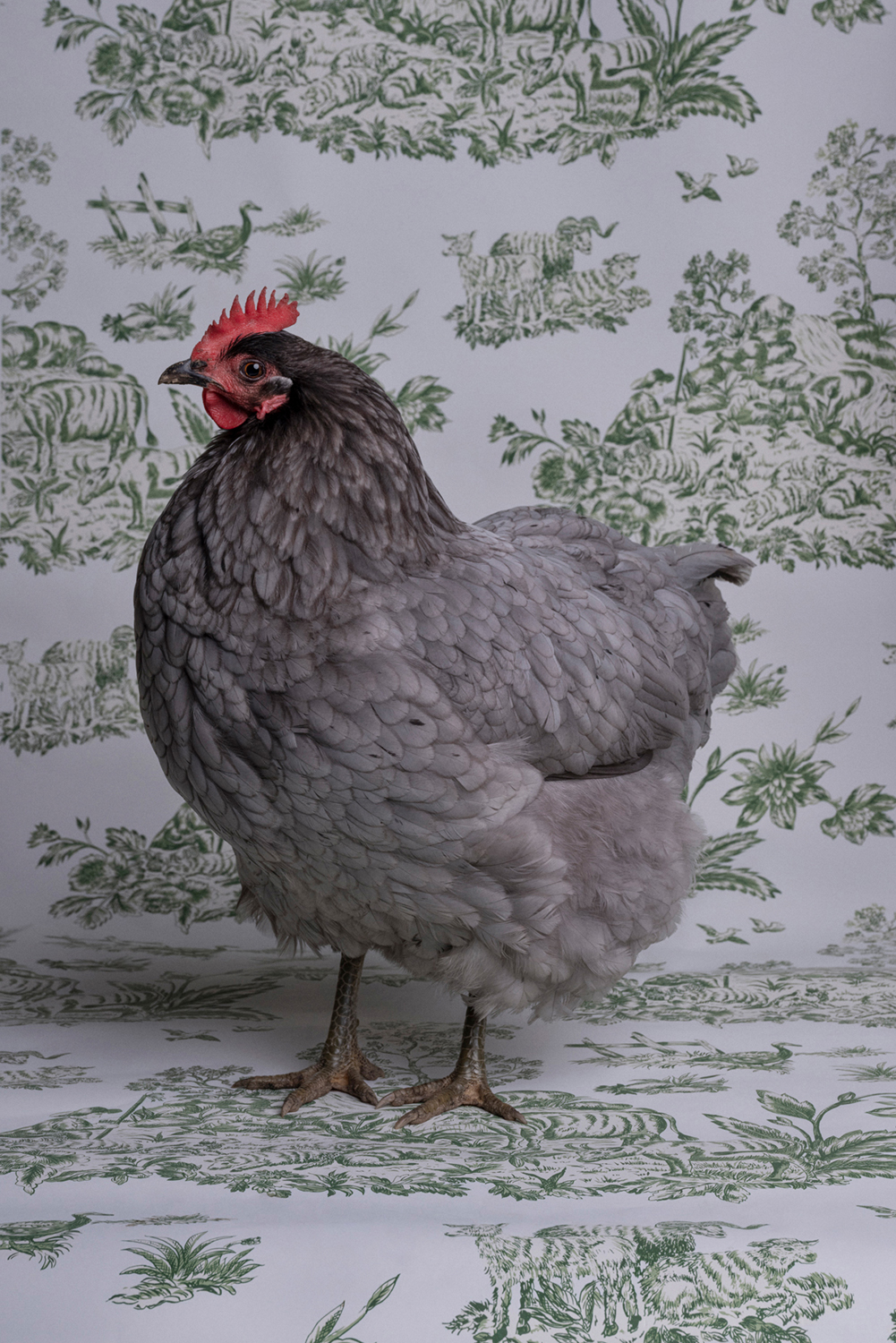 Photograph of a Blue Americanus Chicken