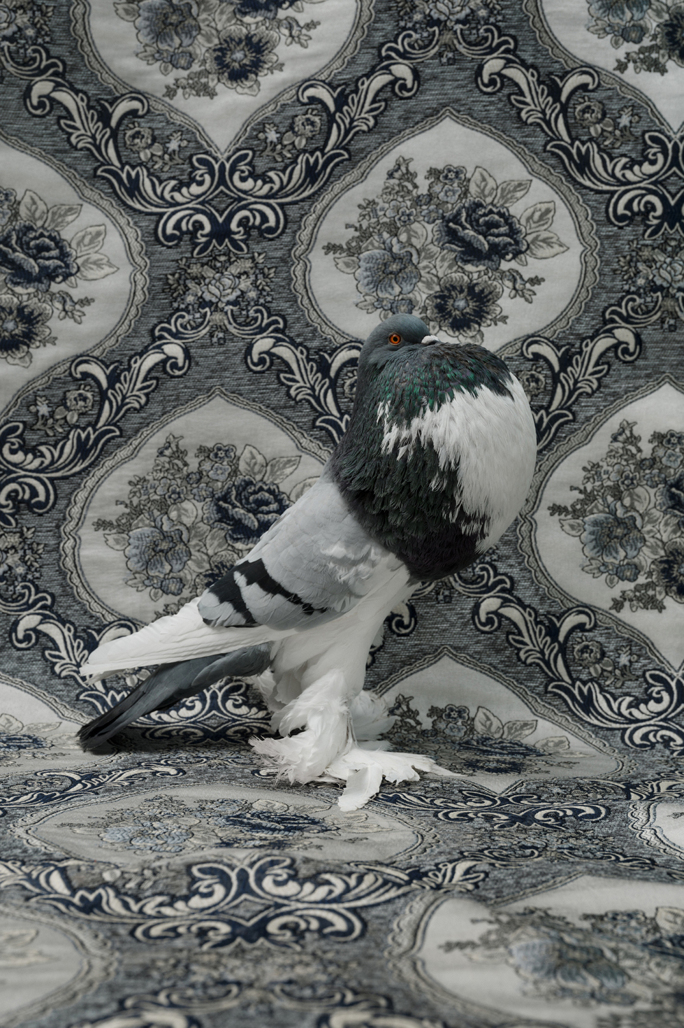 Photograph of an English Pouter Pigeon