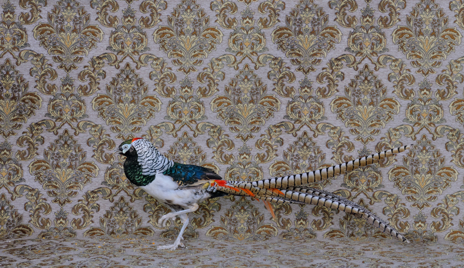 Photograph of a lady amherst pheasant