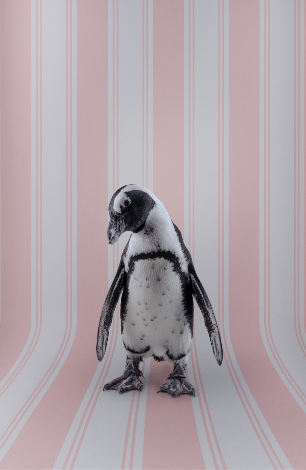 Photograph of an African Penguin