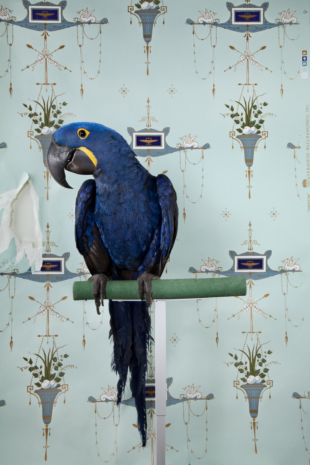 Photograph of a Hyacinth Macaw