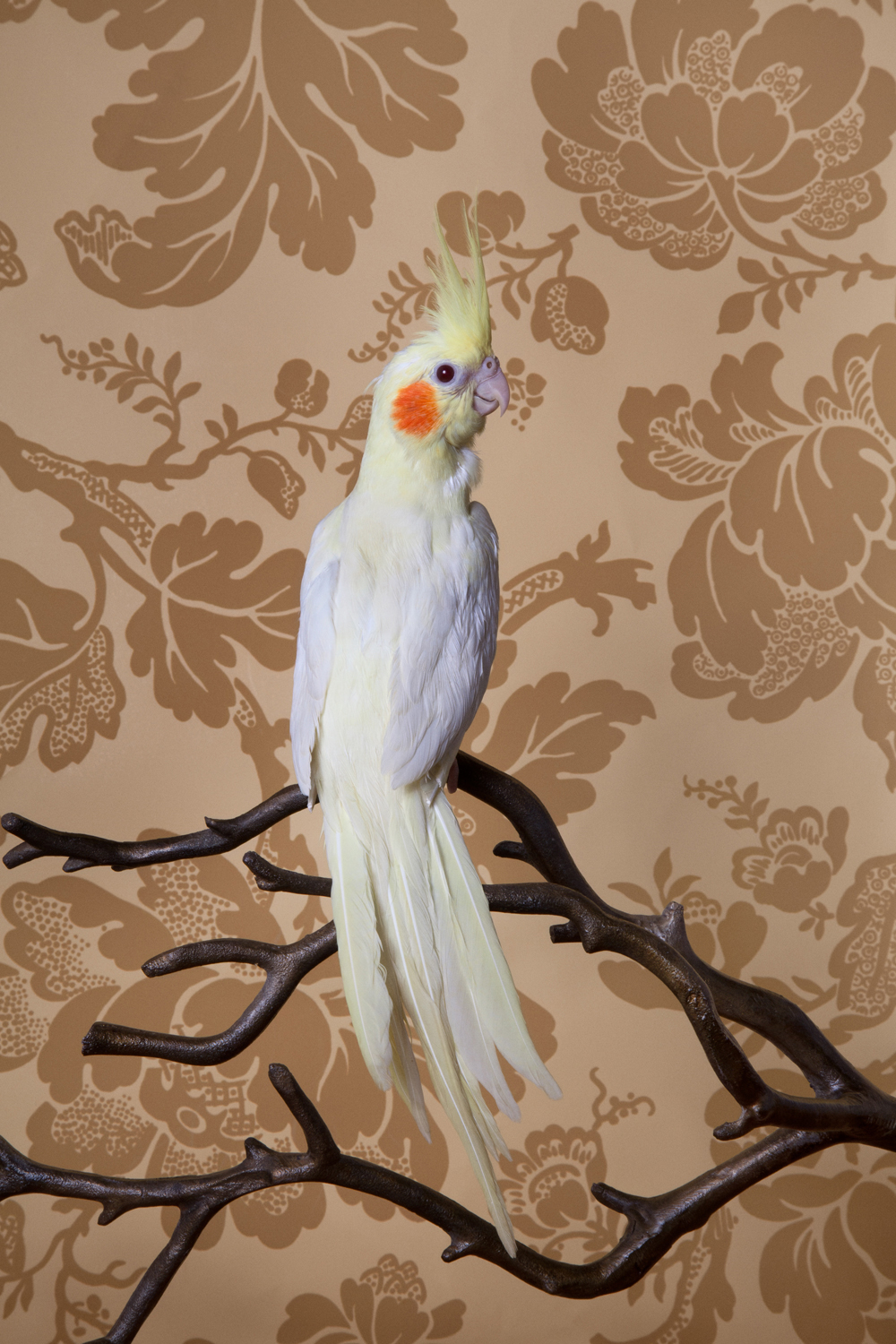 Photograph of a Lutino Cockatiel