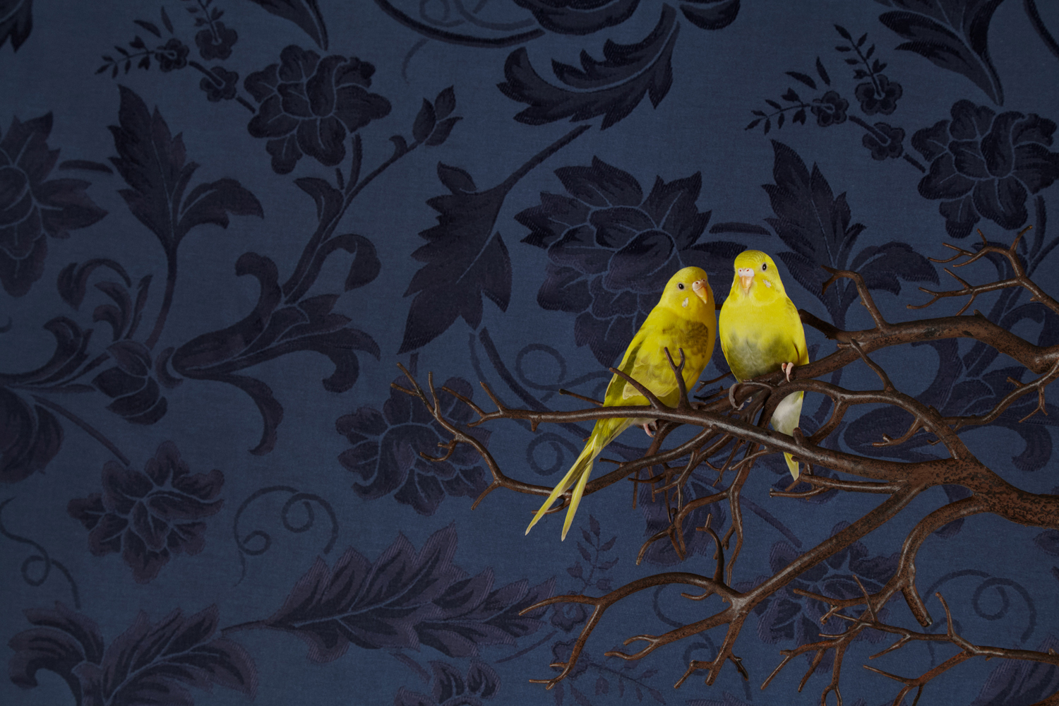 Photograph of two Budgerigars