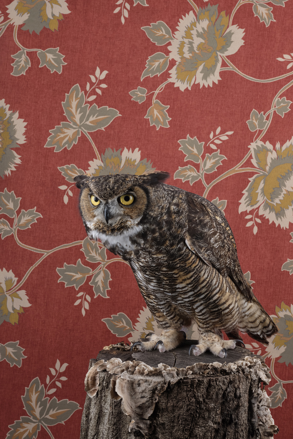 Photograph of a Great Horned Owl
