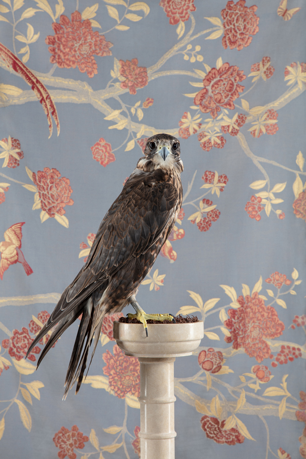 Photograph of a Saker Falcon