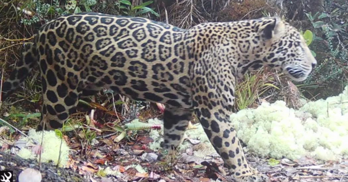 “Cloud Jaguar” Spotted on a Honduran Mountain Range for the First Time in 10 Years