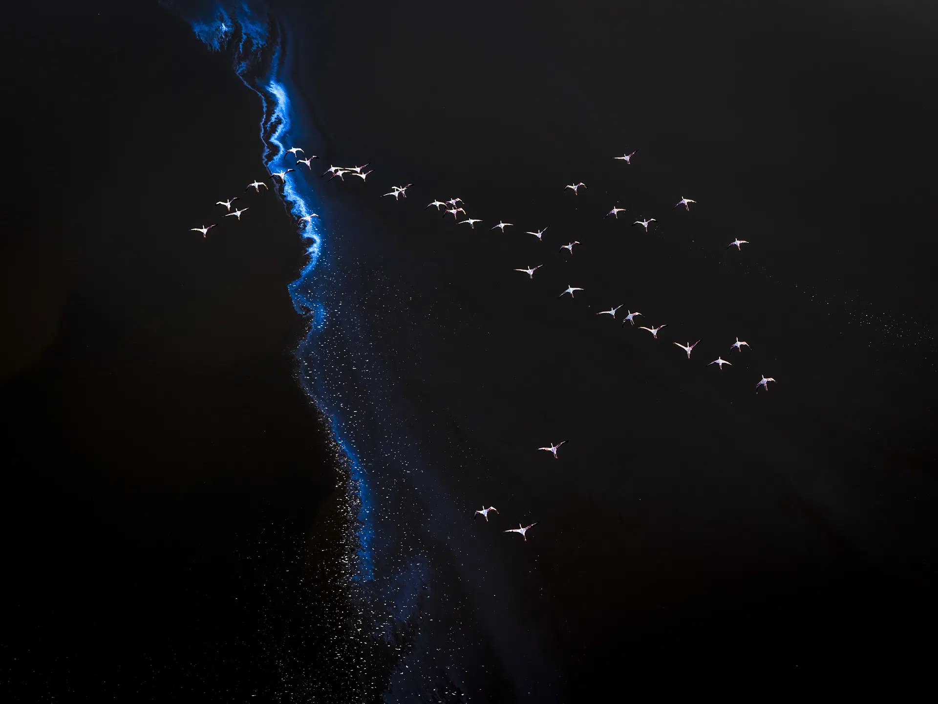 Kenya, 2024. Over Lake Magadi, flamingos and algae choreograph living patterns. The lake&rsquo;s extreme alkalinity creates the perfect conditions for dense blooms of cyanobacteria, whose pigments stain the water in deep crimsons and rusts. As flamingos gather to feed on the algae, their movements trace pale arcs and whorls across the surface, stirring the mineral-laden shallows and reshaping the colors beneath their feet.