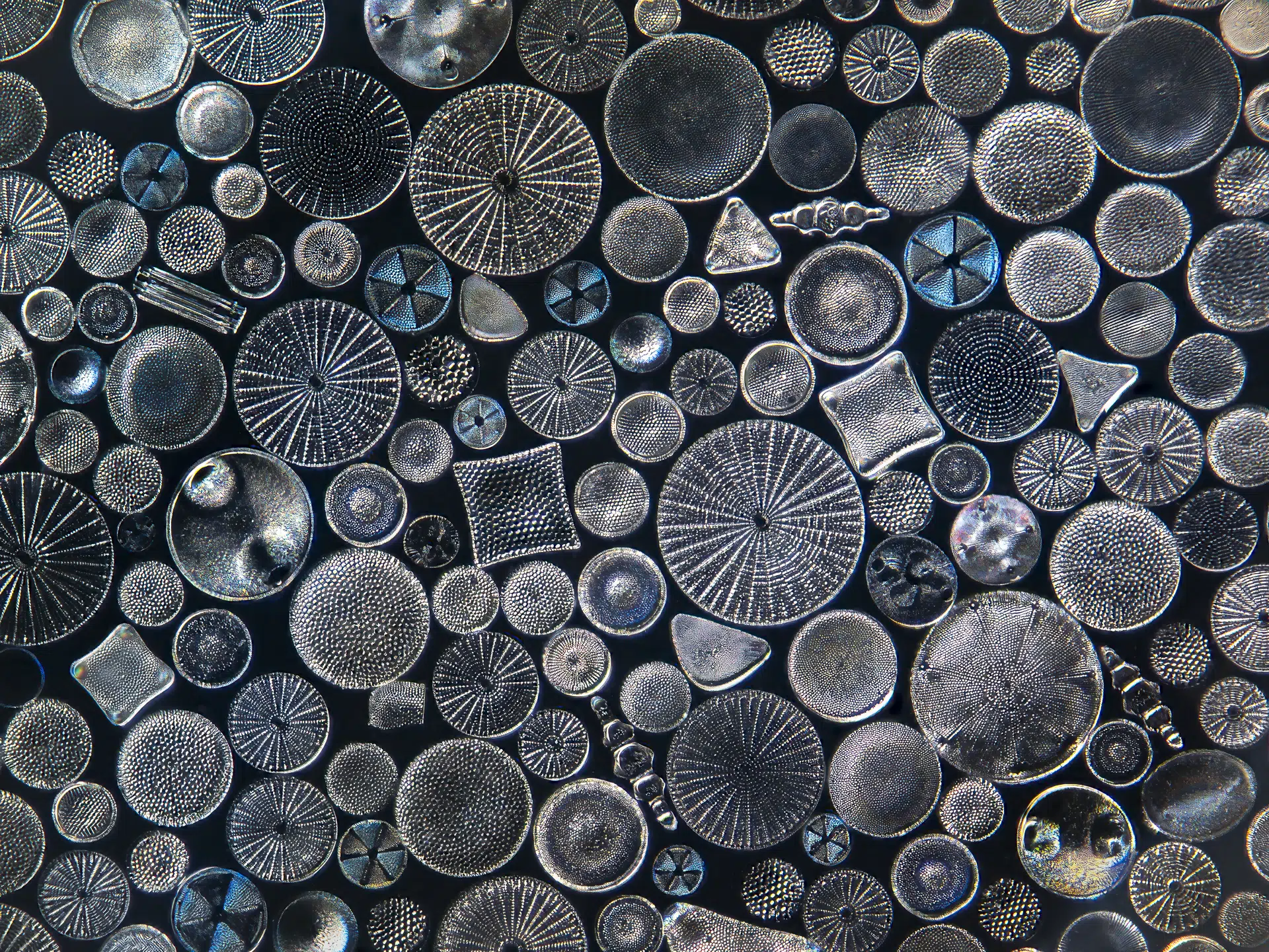 Microscope photograph, 2024. Using a microscope to photograph diatoms from the North Atlantic reveals a hidden world of astonishing precision and beauty. Each diatom is no larger than the width of a human hair, yet under magnification they appear like tiny, luminous buttons scattered across the field of view.