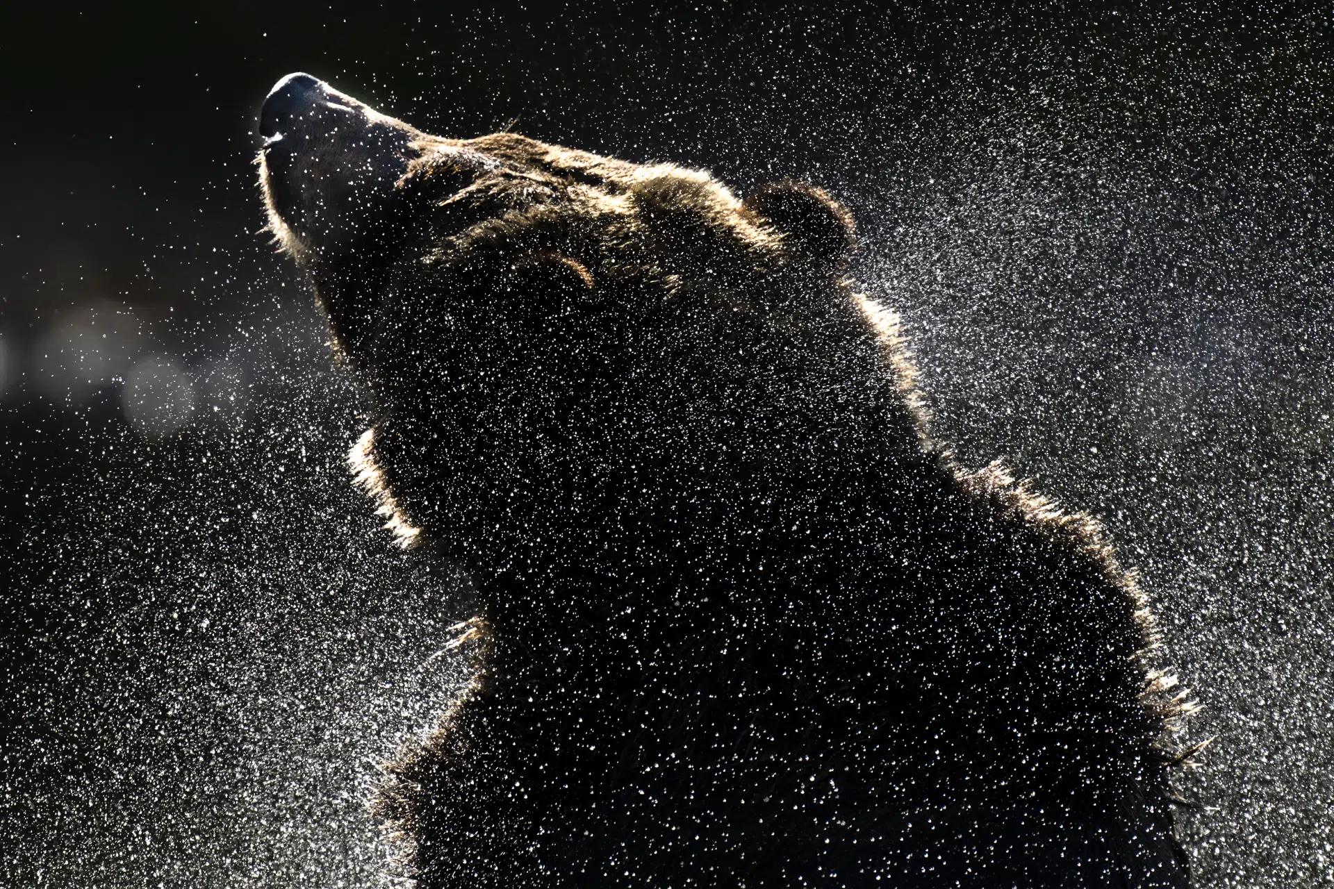Canada, 2022. Each fall, grizzly bears gather along the Chilcotin River as the salmon return, drawn by a seasonal abundance that has sustained life here for millennia.