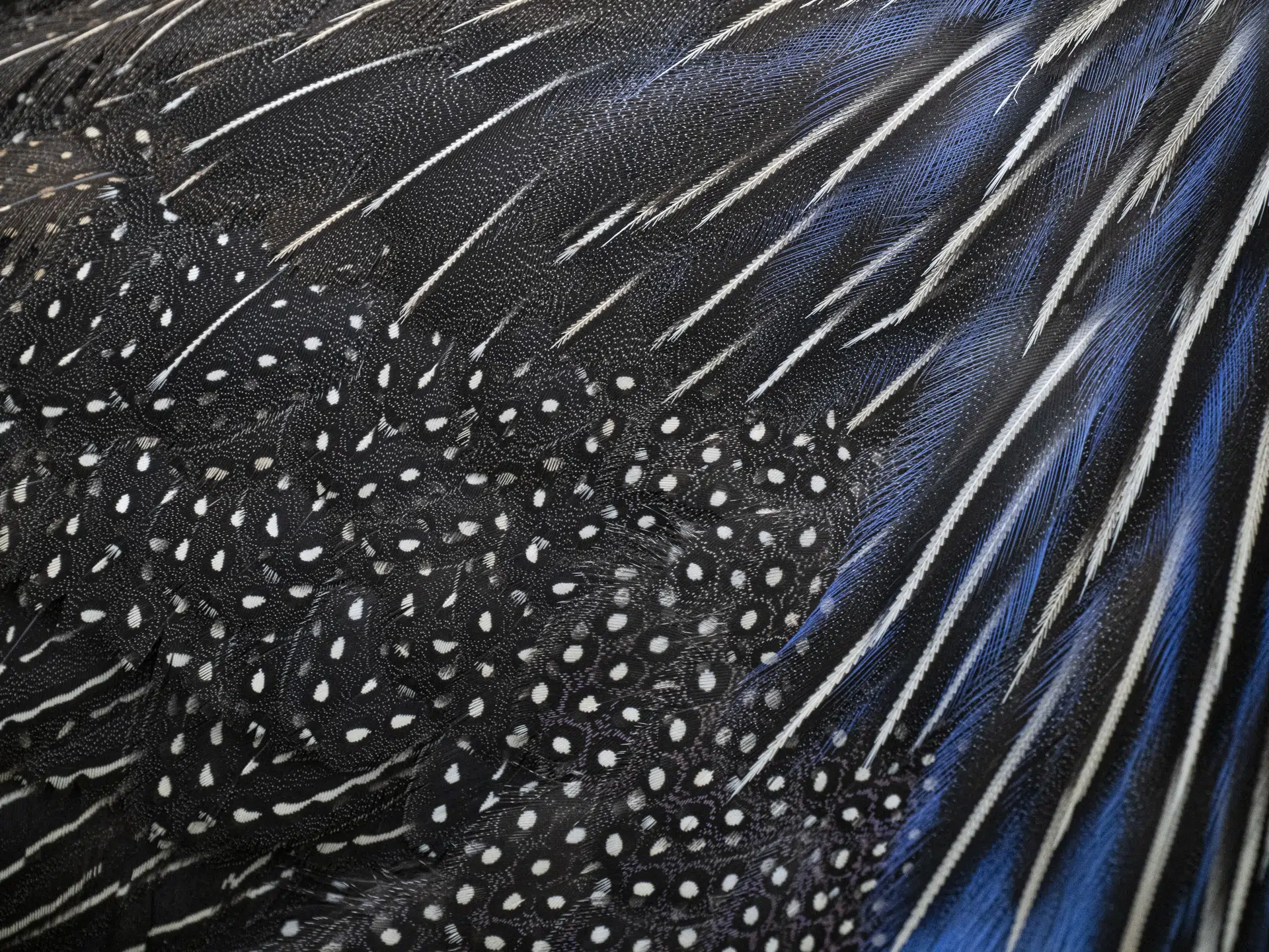 Kenya, 2024. The vulture guinea fowl is adorned with a remarkable tapestry of feather patterns. Its plumage is densely speckled with fine white dots, arranged in rhythmic rows across a deep charcoal or indigo ground, creating a surface that reads almost like woven fabric.