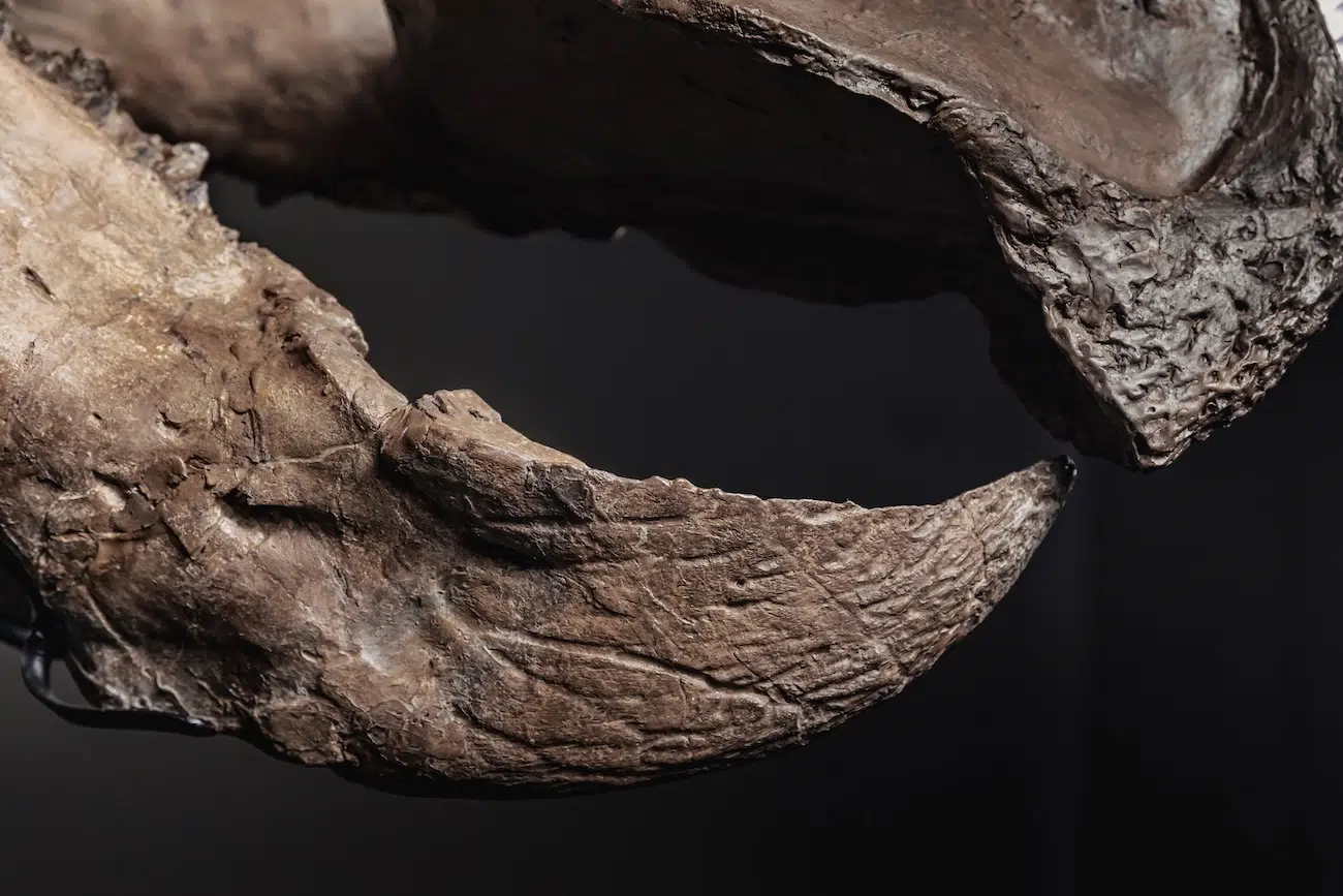 Trey the Triceratops in an Auction by Joopiter