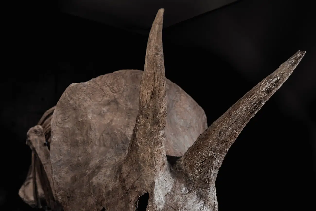 Trey the Triceratops in an Auction by Joopiter