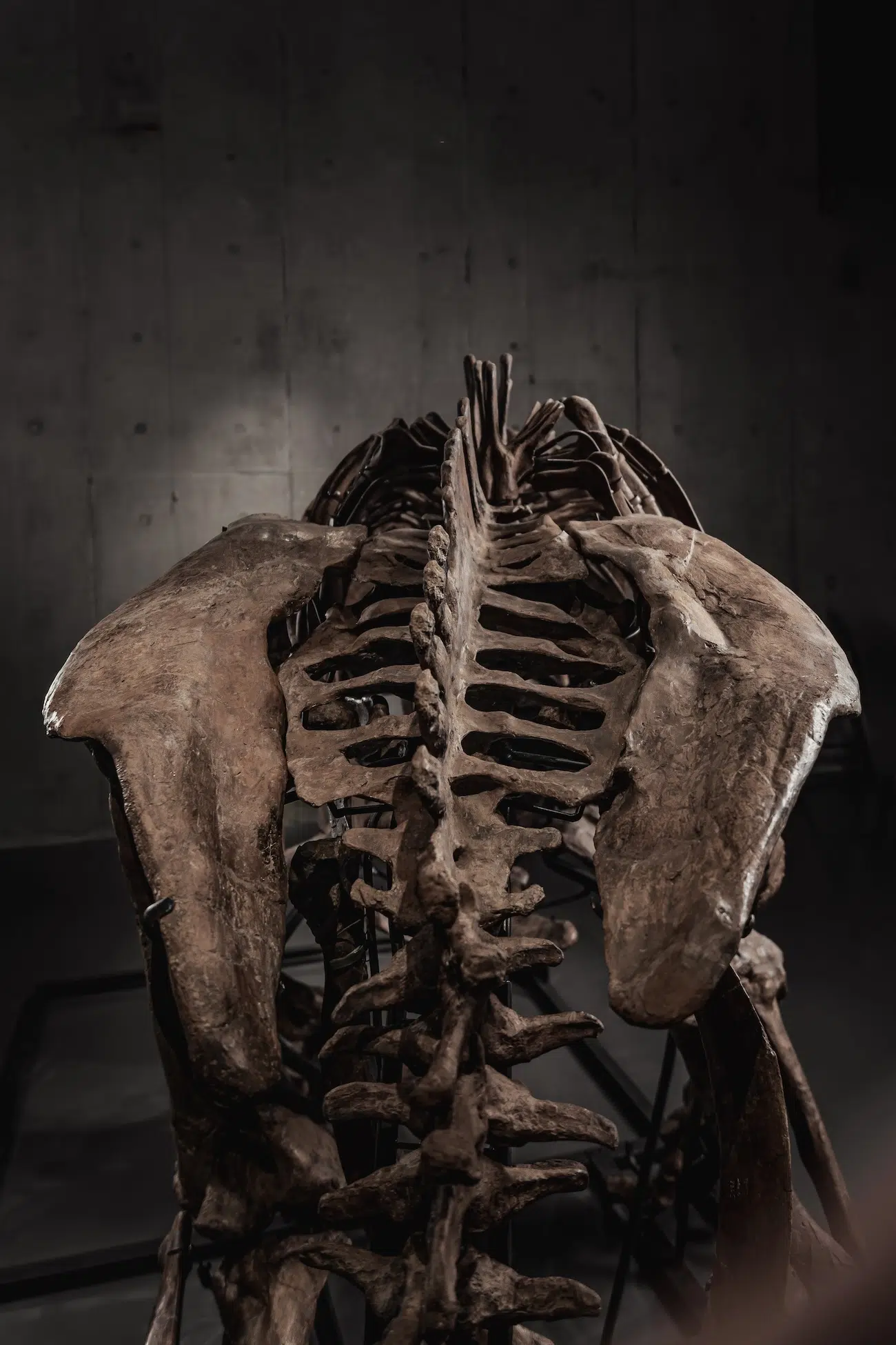 Trey the Triceratops in an Auction by Joopiter